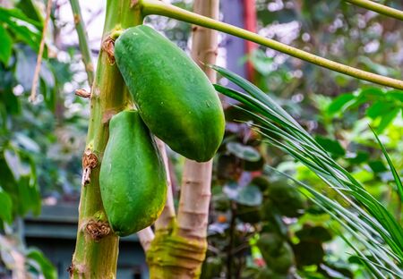 closeup of papayas growing on the plant, tropical fruiting plant specie from Americaの写真素材