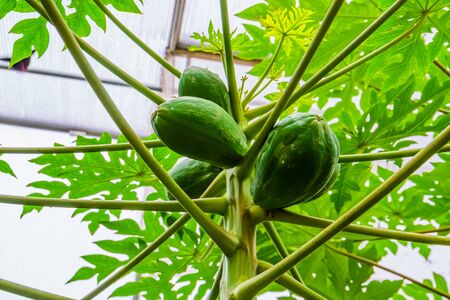 closeup of papayas growing on a papaya plant, tropical fruiting plant specie from Americaの写真素材