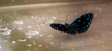 beautiful macro closeup of a blue spotted black butterfly, tropical insect specie from Costa Rica, Americaの写真素材