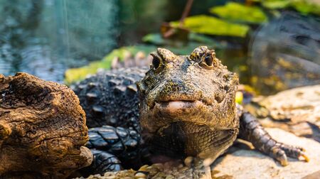 front closeup of a african dwarf crocodile in closeup, tropical and vulnerable reptile specie from Africaの写真素材