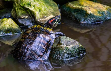 beautiful closeup portrait of a red eared slider turtle, tropical reptile specie from Americaの写真素材