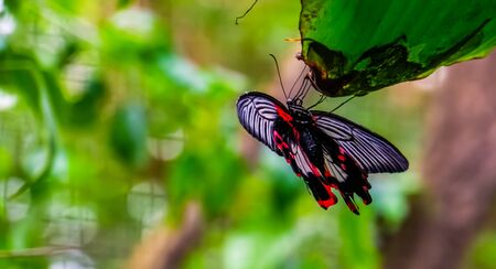 Ventral view of a common mormon butterfly, colorful tropical insect specie from Asiaの写真素材