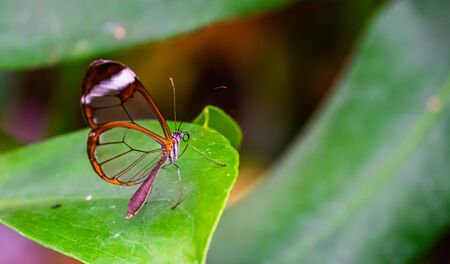 beautiful macro closeup of a glasswing butterfly, tropical insect specie from south Americaの写真素材
