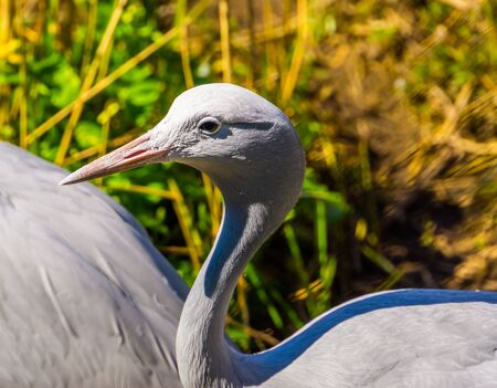 closeup of a blue paradise crane, Vulnerable bird specie from Africaの写真素材