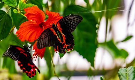closeup of a red scarlet butterfly on a chinese hibiscus flower, tropical insect specie from Asiaの写真素材