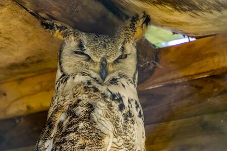 closeup portrait of great horned owl, bird specie from canada and americaの写真素材