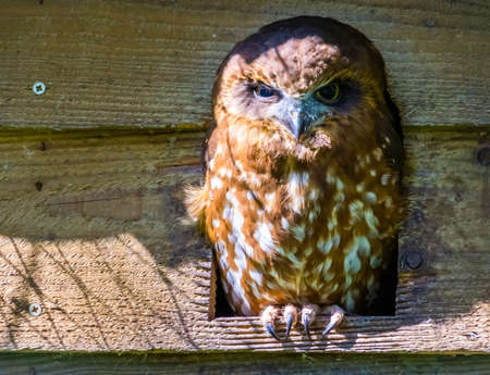 closeup portrait of an australian boobook, tropical owl specie from Australia and Asiaの写真素材
