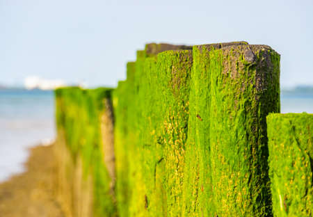closeup of wooden poles covered in seaweed, Breskens beach, Zeeland, The Netherlandsの写真素材