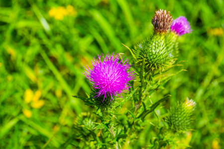 Marsh thistle with the flowers in closeup, common wild plant specie from Eurasiaの写真素材