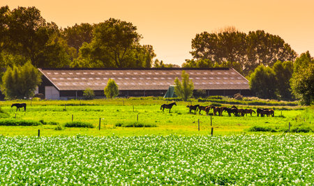 farm building with horses in the pasture during sunset, Waterlandkerkje, Zeeland, The Netherlandsの写真素材