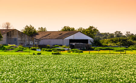 farm with flower field during sunset in waterlandkerkje, Zeeland, The Netherlands