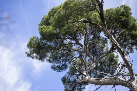 Alep pine tree, also know as an allepo, against a blue skyの写真素材