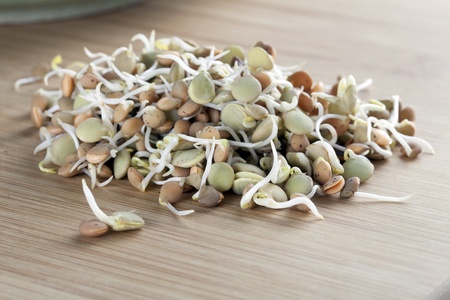 Group of green and brown lentil sprouts の写真素材