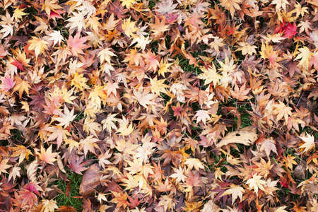 Lawn covered with Japanese maple leaves creating a leaves backgroundの写真素材