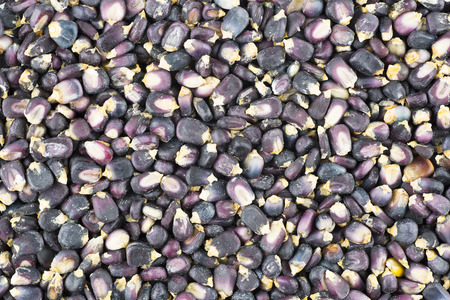Dried blue corn hominy food background.の写真素材