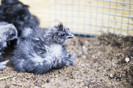 Silkie chick resting in pen.の写真素材