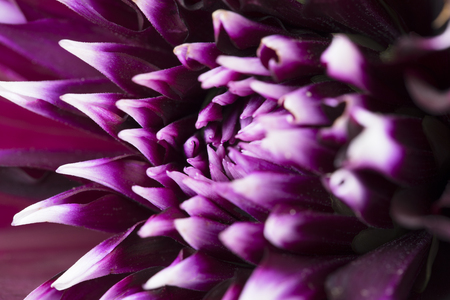 Close up of purple dahliaの写真素材