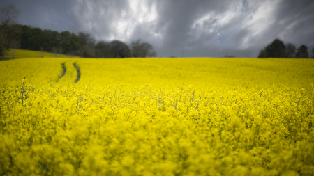 Shallow focus on field of rapeseed in bloomの写真素材