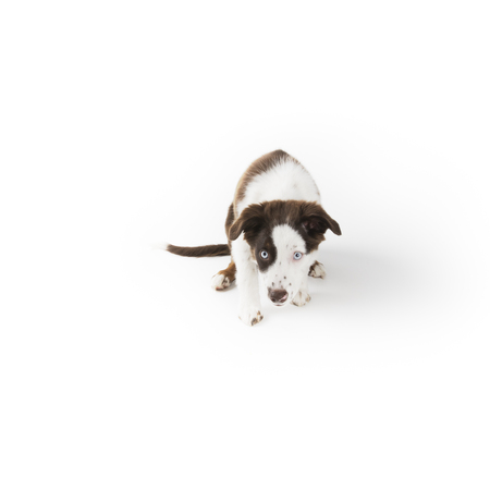 Cute mismarked red tri Miniature Australian Shepherd puppy isolated on white.の写真素材