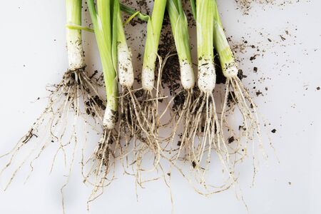 Spring onions with roots and dirt, freshly picked from the ground.の写真素材