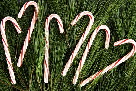 Candy canes on a bed of pine boughs
