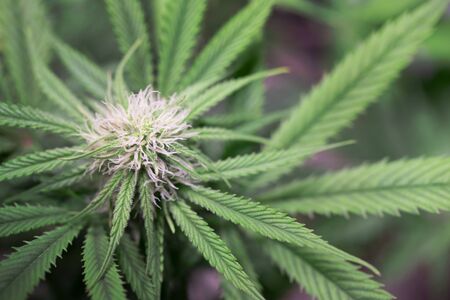 Marijuana Budの写真素材