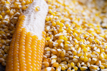 Popcorn on the Cob and Kernelsの写真素材