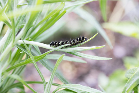 Painted Lady Catepillar