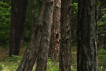 Forestの写真素材