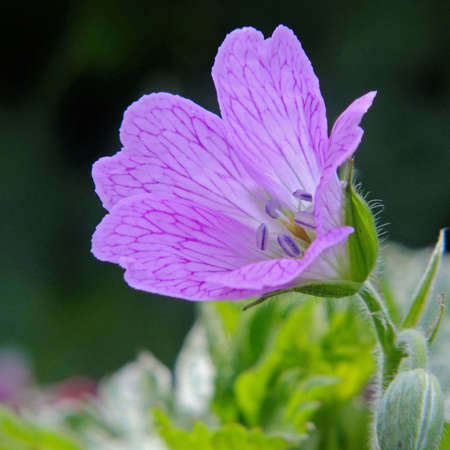 Purple flower openingの写真素材