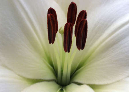 Lily close-upの写真素材