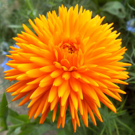 Orange flower の写真素材