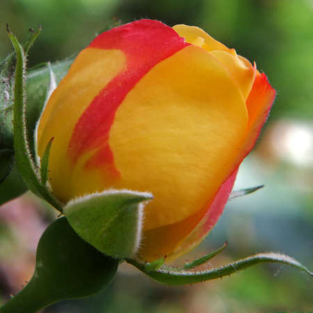 Red and Yellow Roseの写真素材