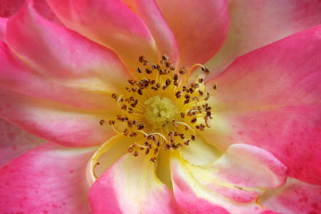 Pink Roseの写真素材