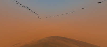 migrating birds at sunset