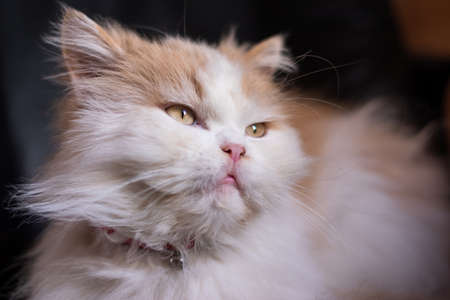 Cute semi persian white and ginger colour fluffy cat with bell collar looking away at a window with blurred black background. Natural light reflecting on it's eyes. Horizontal.の写真素材