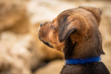 Brown and black Puppy Dog with a blue collar shot from the back looking away at the beachの写真素材