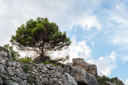 One tree with a cloudy sky background. on the rocks. Pinus halepensis, Aleppo pine, evergreen tree. Horizontal.の写真素材