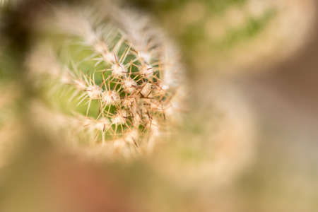 Beautiful Small Cactus Plant Close up shot macro. copy space.  Green and white, depth of field. Autumn in the garden.  Details of spikes, blurred background or out of focus. Selective.の写真素材