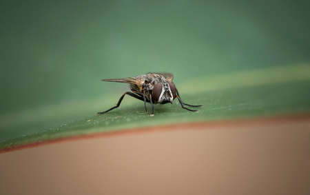 Macro shot of a Fly on a green leaf in the middle of the frame. copy space. shot during winter in the garden. focus on eyes. background out of focus.の写真素材