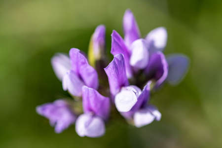 Three-lobed Sage flower closeup shot, macroの写真素材