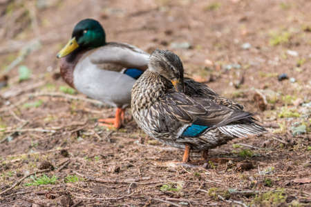 Two Mallard Duck in the lake with some grass in Scotland. closeup shot on the groundの写真素材