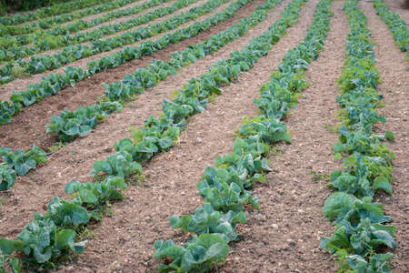 Agricultural plants in rows. Field with crops growing. View from above, upper view. Cauliflower and Cabbage Crops field. soil. Plantation. Horizontalの写真素材
