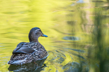 Mallard Duck in the lake From behind with some grass in Scotland. closeup shot swimmingの写真素材