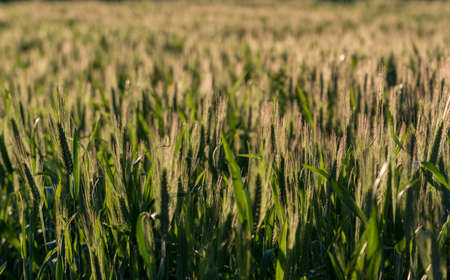 Wheat field for harvestの写真素材