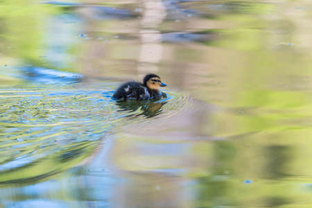 Cute little duckling swimming alone in a lake with trees reflections in the water in Newtonmore Cairngorms National Park, Scotlandの写真素材