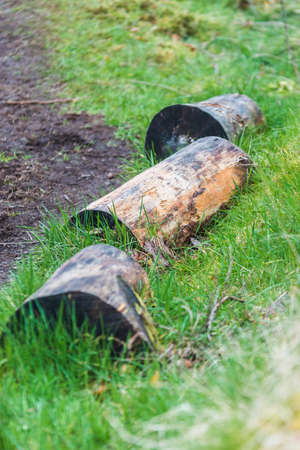 three old logs cut on grass one after each other.  Spring time of the yearの写真素材