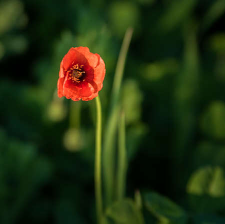 One red poppy flower with a green background out of focus. copy spaceの写真素材