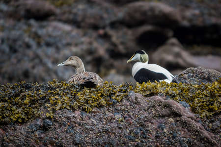 Eider male and female duck on the rocks resting. brown background. shallow depth of fieldの写真素材