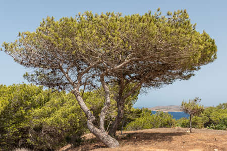 Pinus halepensis, Aleppo pine, evergreen tree. Horizontal. space for text.の写真素材